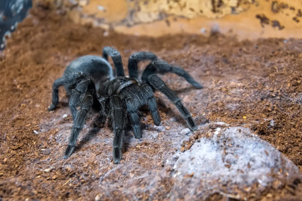 21840 brazilian black tarantula size
