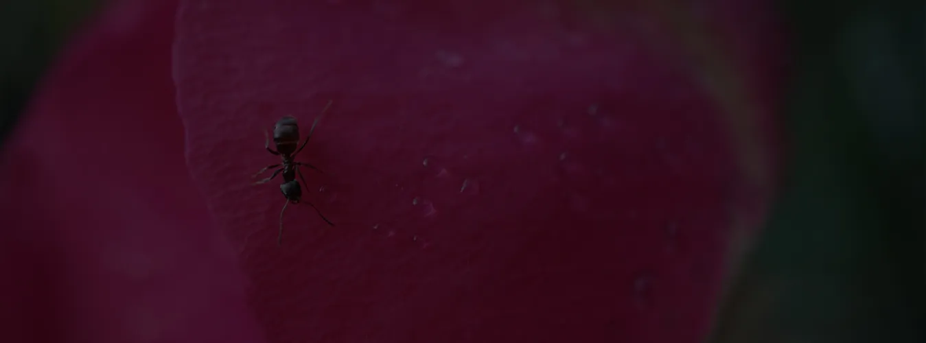 21841 ant chemical control amersfoort