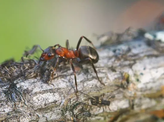 21841 ant species in amersfoort