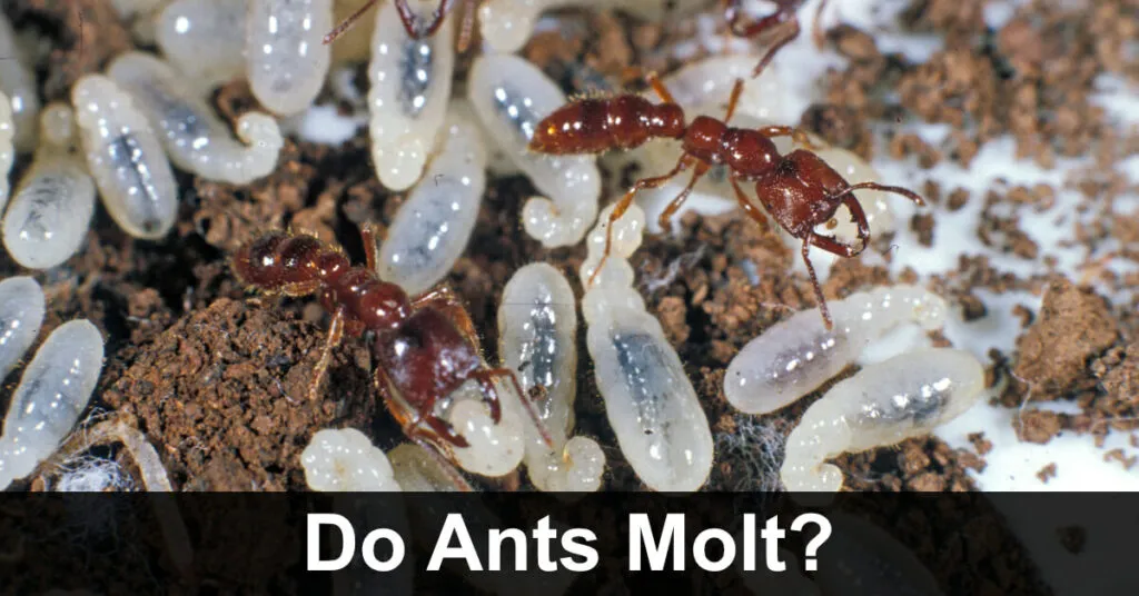 21841 preventing ant infestation amersfoort