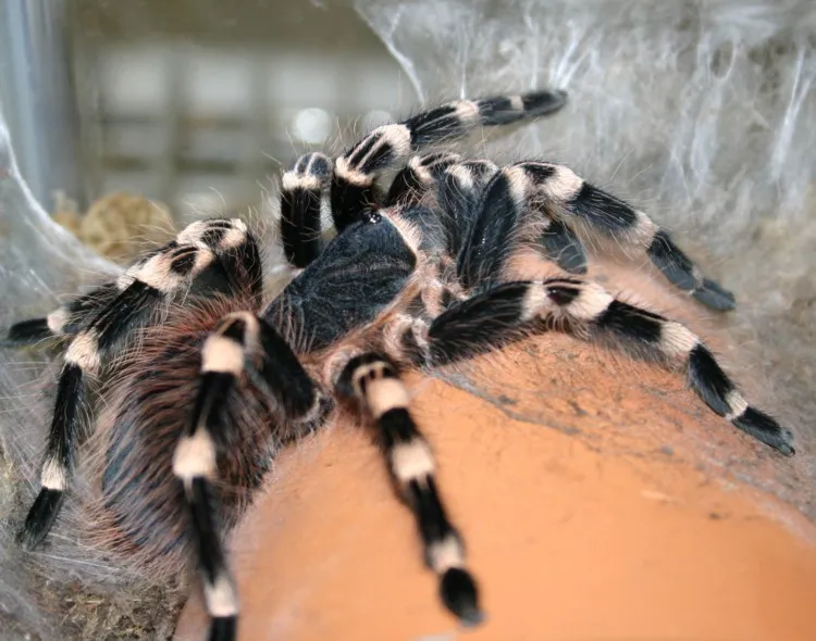 21843 tarantula feeding schedule