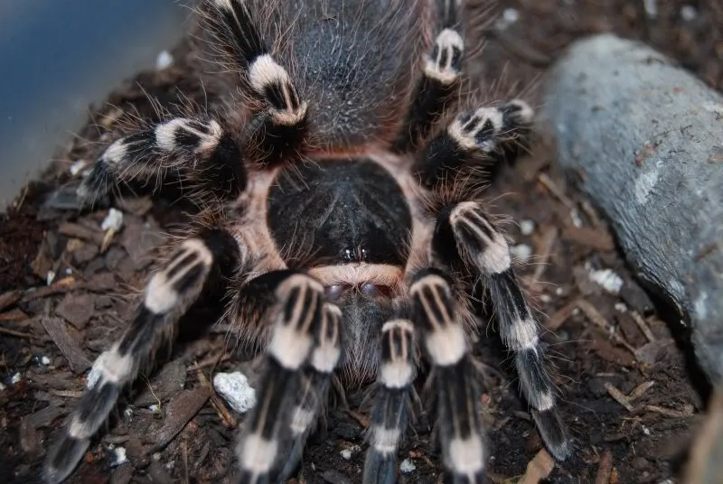 21843 tarantula habitat setup