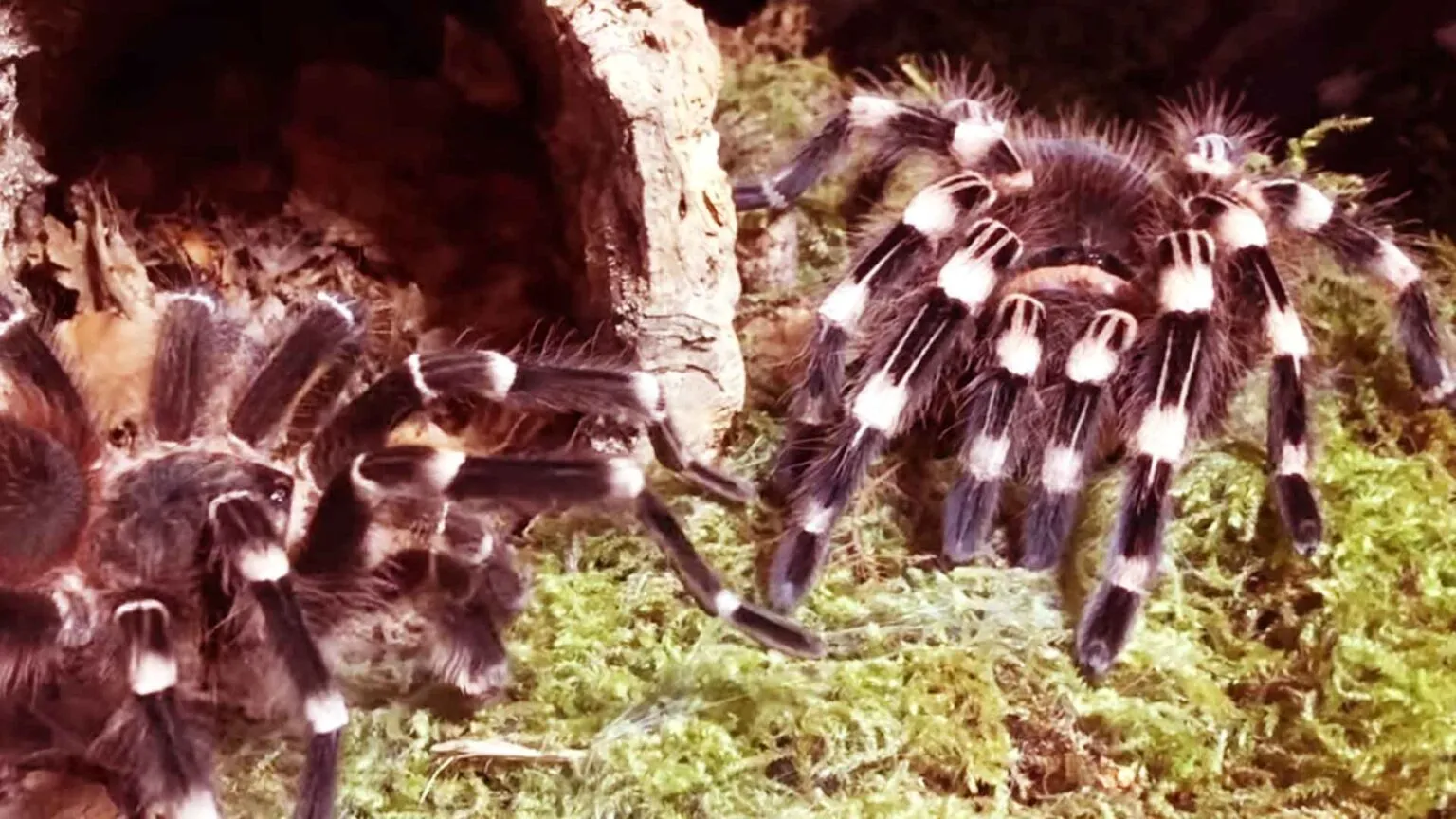/img/21843-tarantula-humidity-control.webp