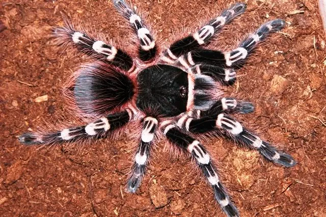 21843 tarantula molting process