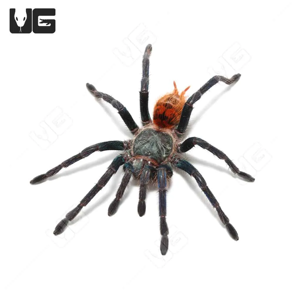 /img/21844-gbb-tarantula-healthy.webp
