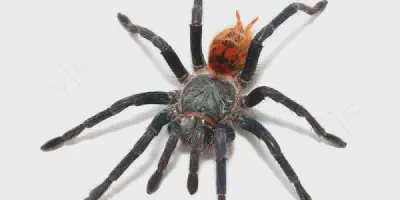/img/21844-gbb-tarantula-healthy.webp