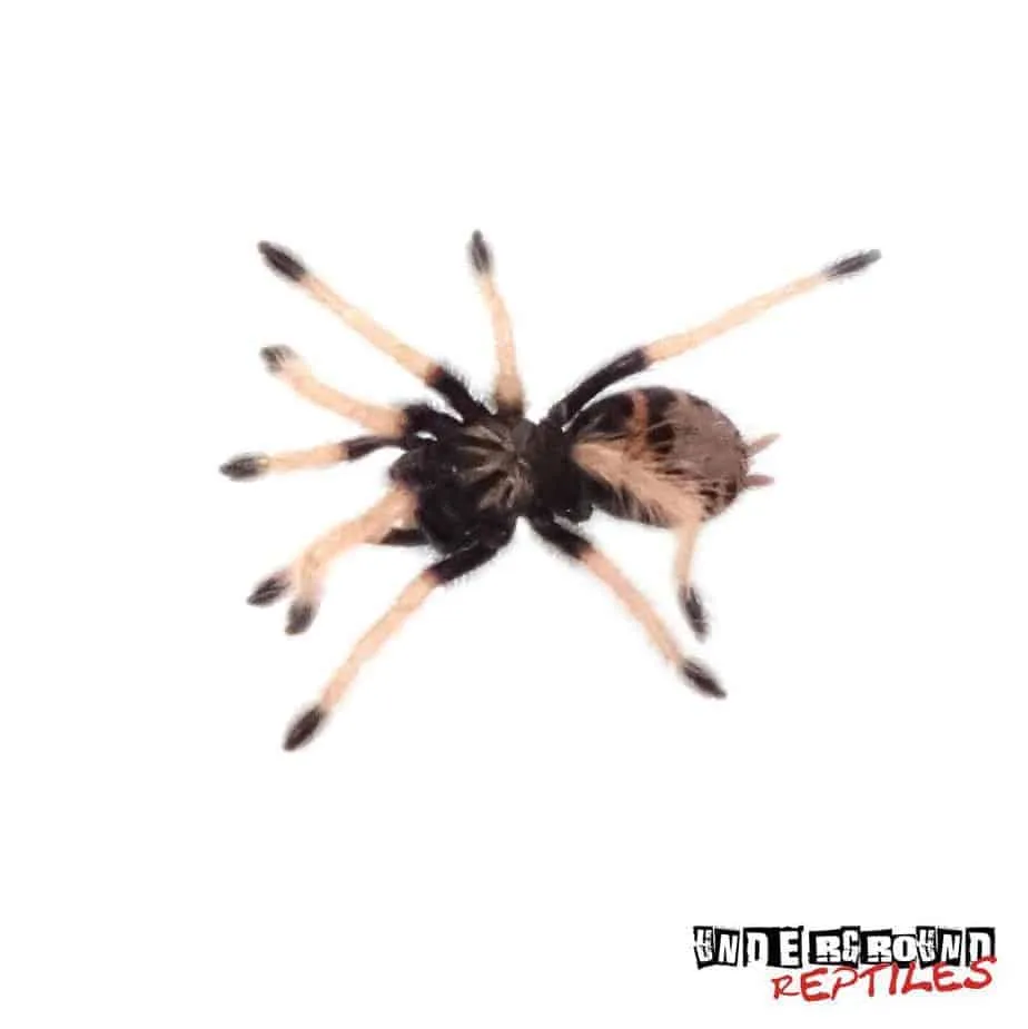 21844 gbb tarantula substrate