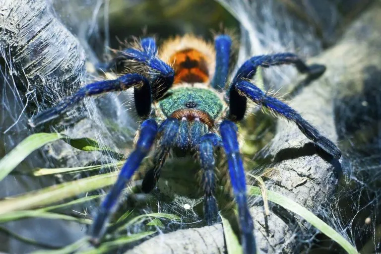 21844 green bottle blue tarantula canada