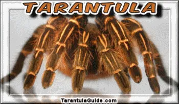 21845 female tarantula