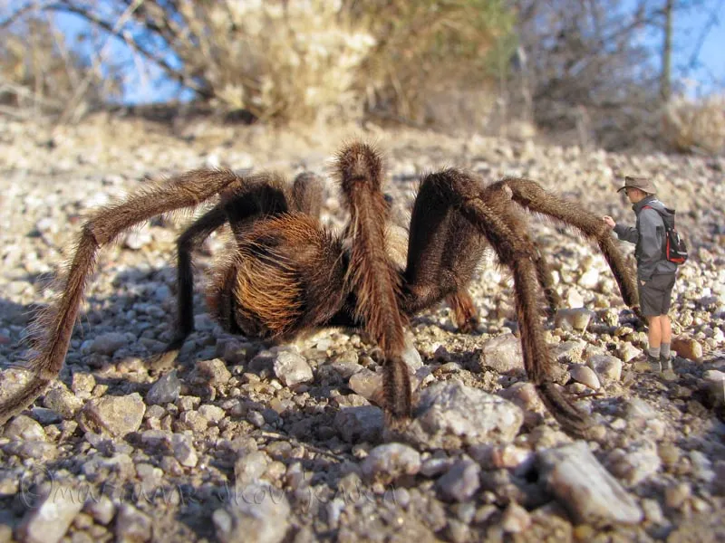 21845 tarantula molting