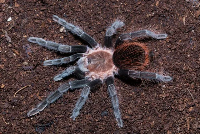21845 tarantula species