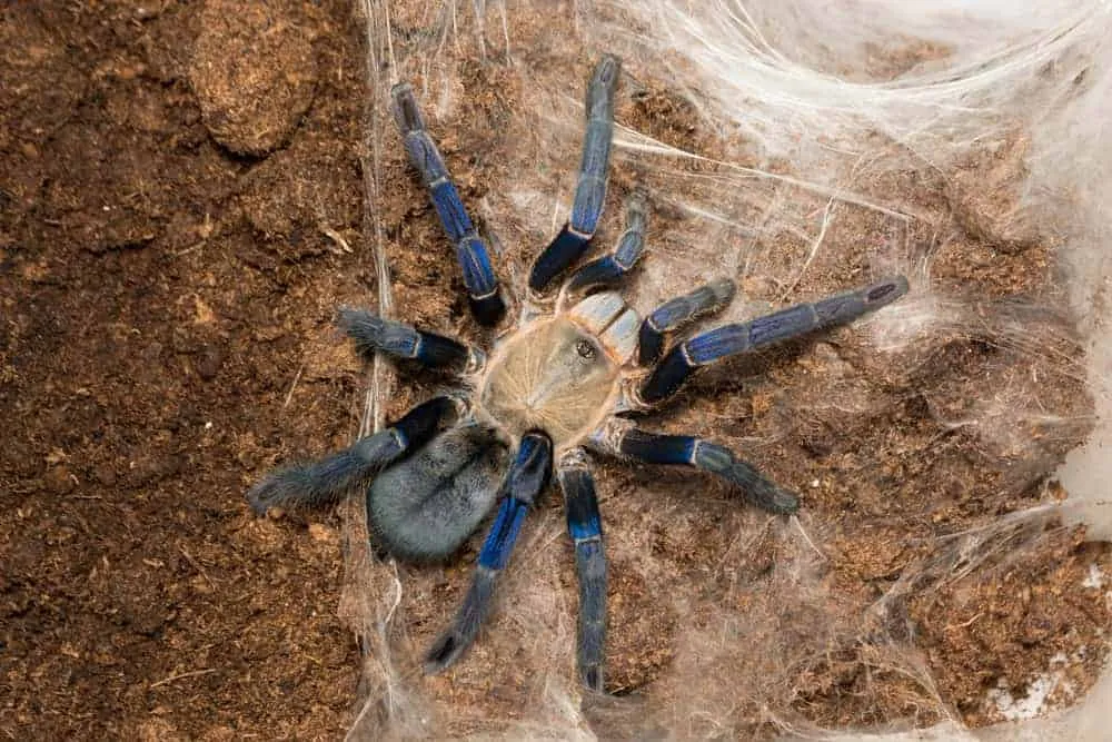 21846 cobalt blue tarantula handling