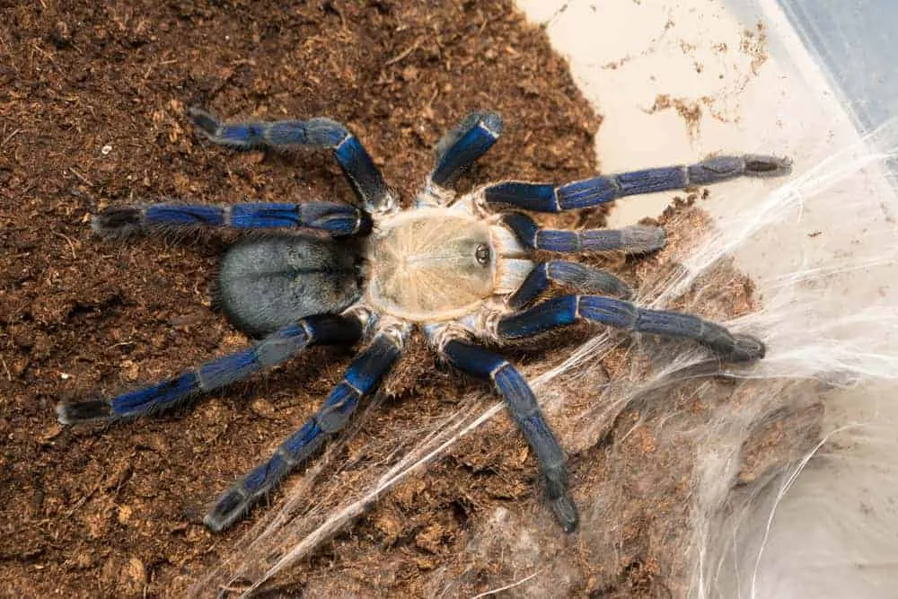 21846 cobalt blue tarantula size comparison