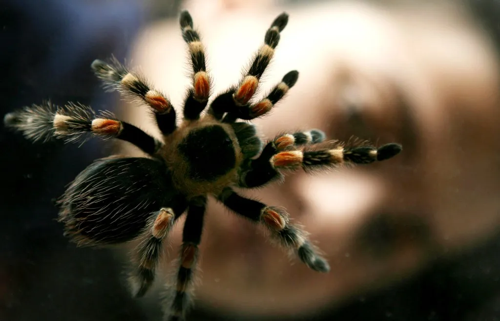 /img/21847-observing-tarantulas-safely.webp