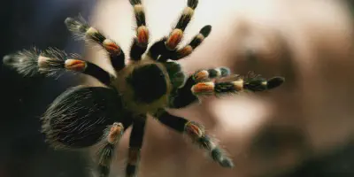/img/21847-observing-tarantulas-safely.webp