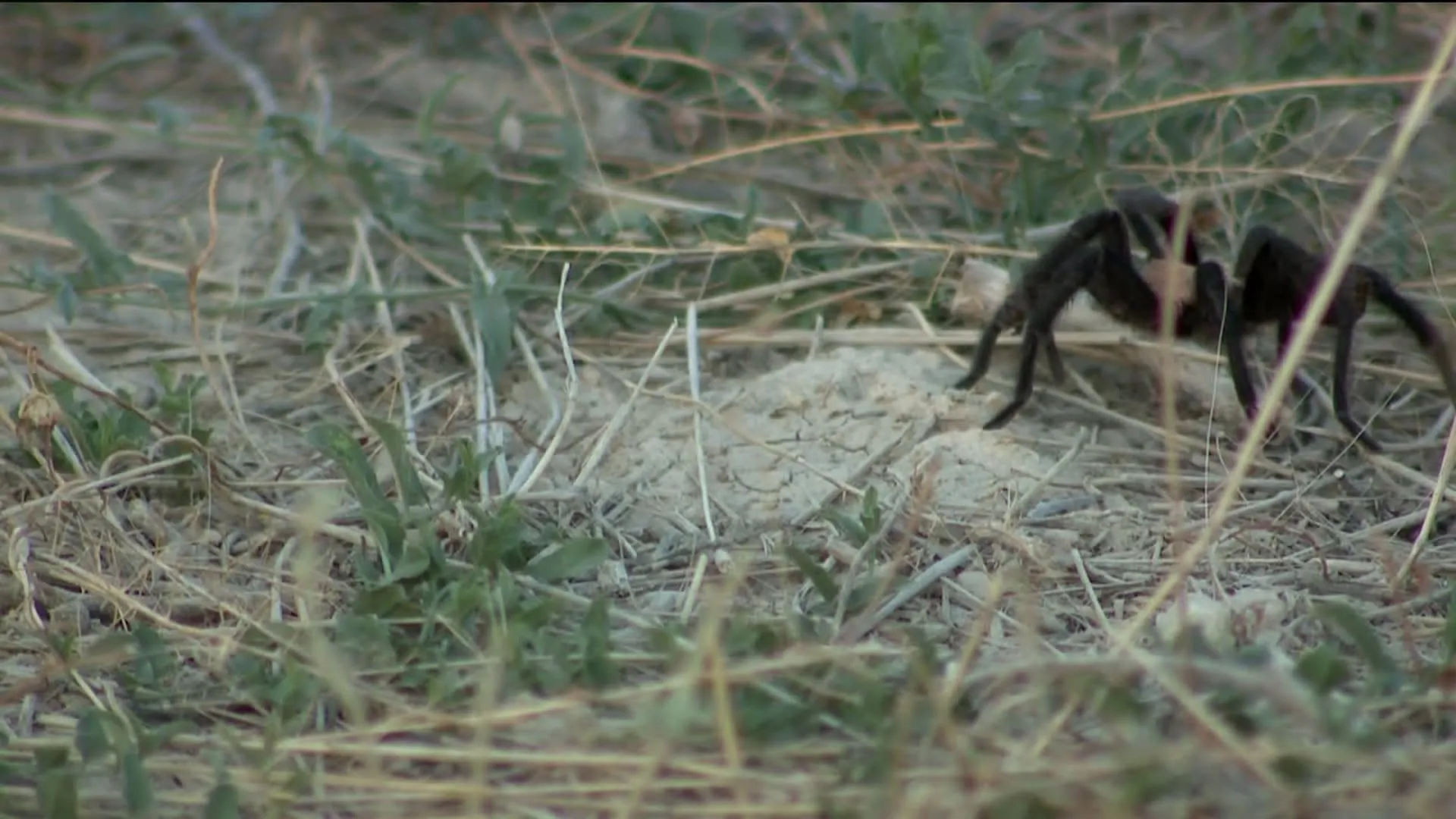 21847 tarantula conservation