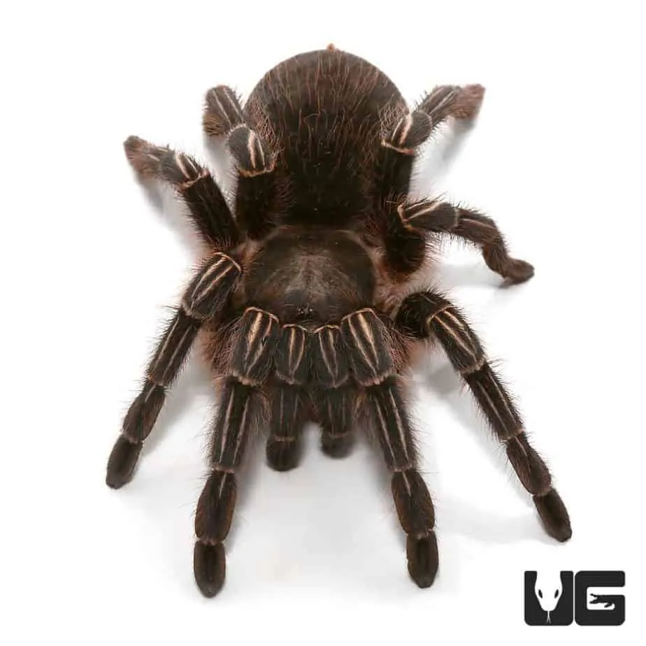 21849 brazilian stripe knee tarantula feeding