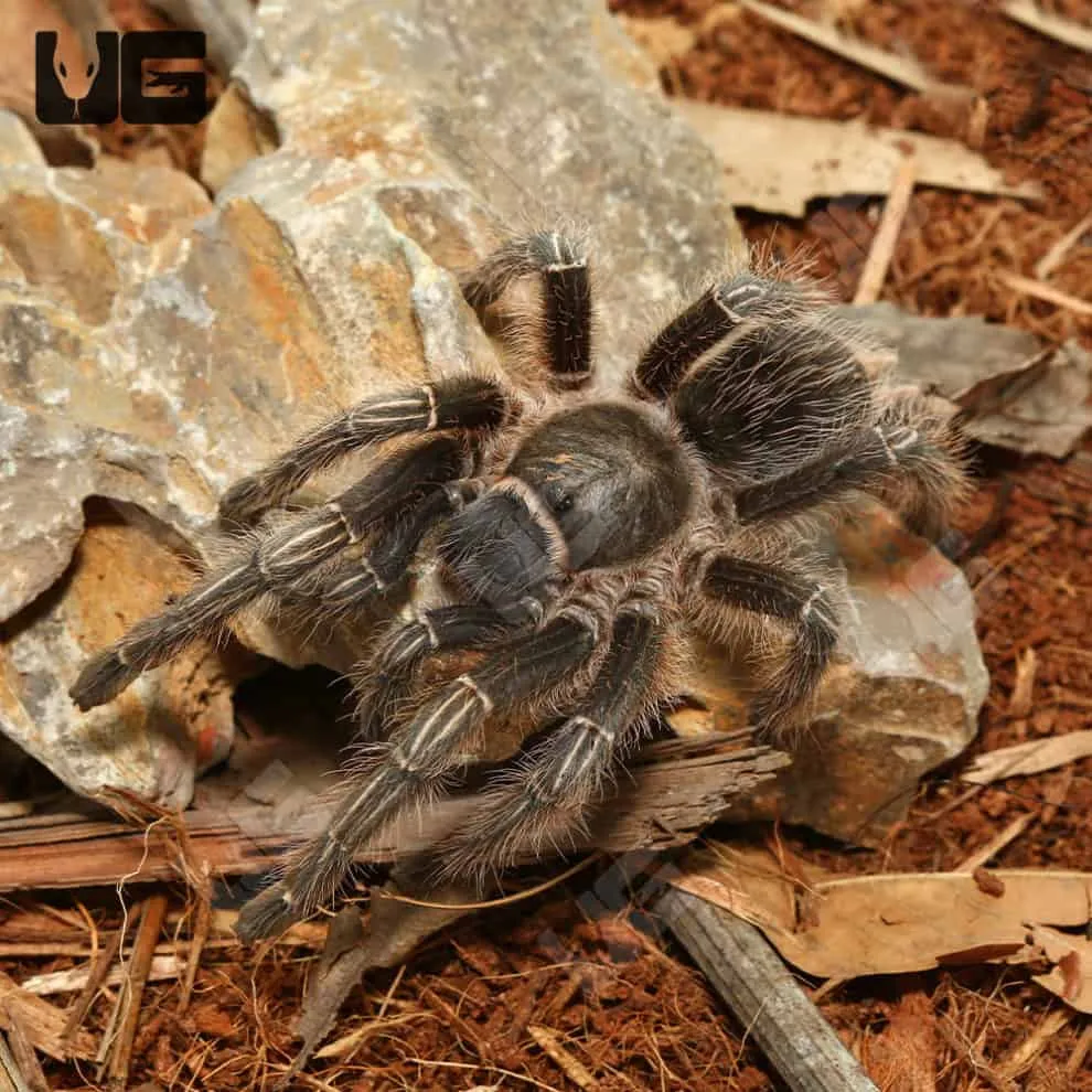 21849 brazilian stripe knee tarantula molting