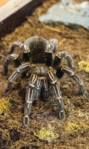 /img/21849-brazilian-stripe-knee-tarantula-watering.webp