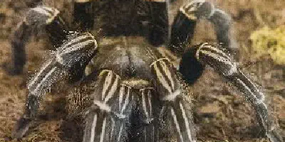 /img/21849-brazilian-stripe-knee-tarantula-watering.webp