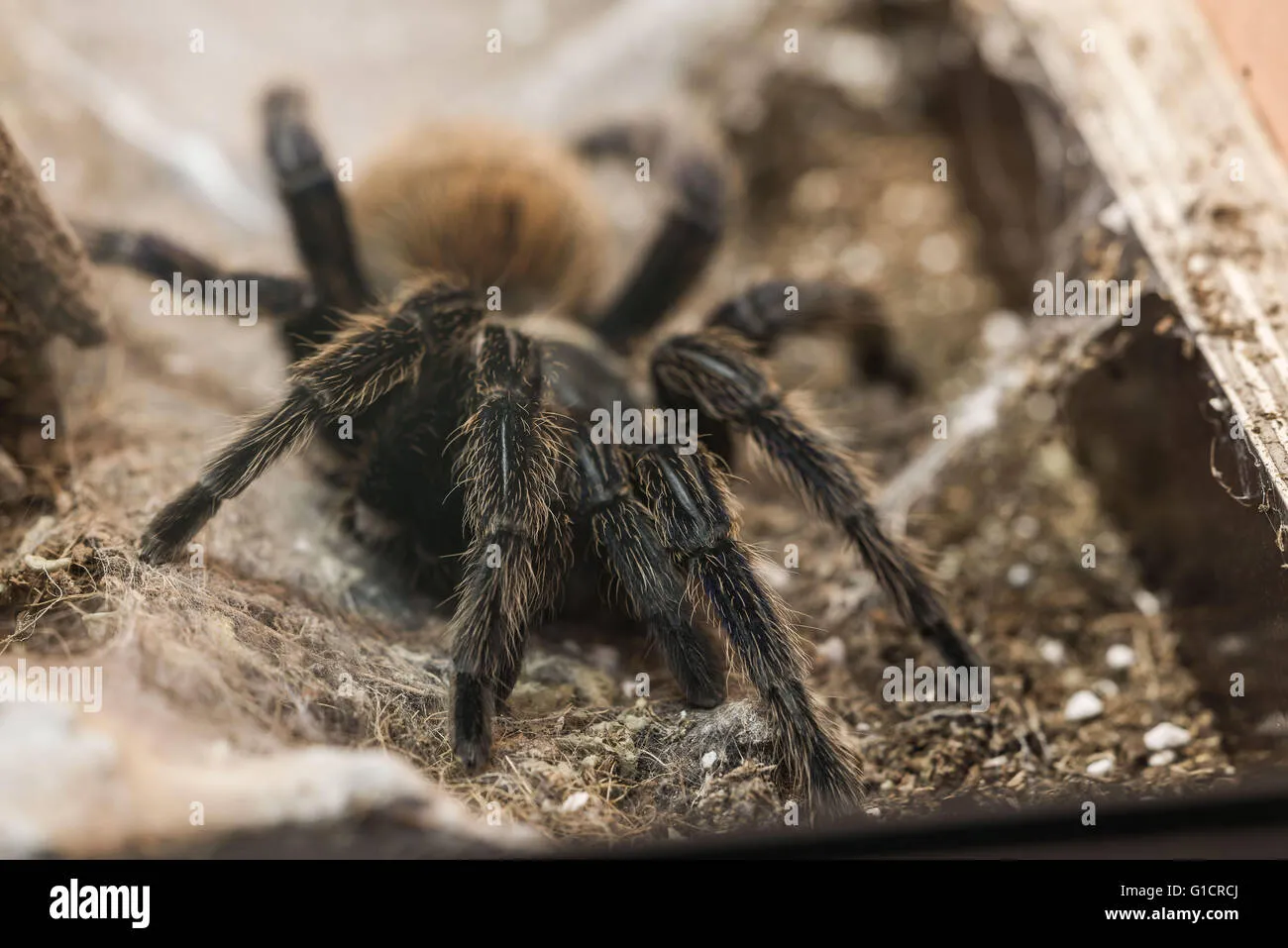 21850 tarantula bite doctor