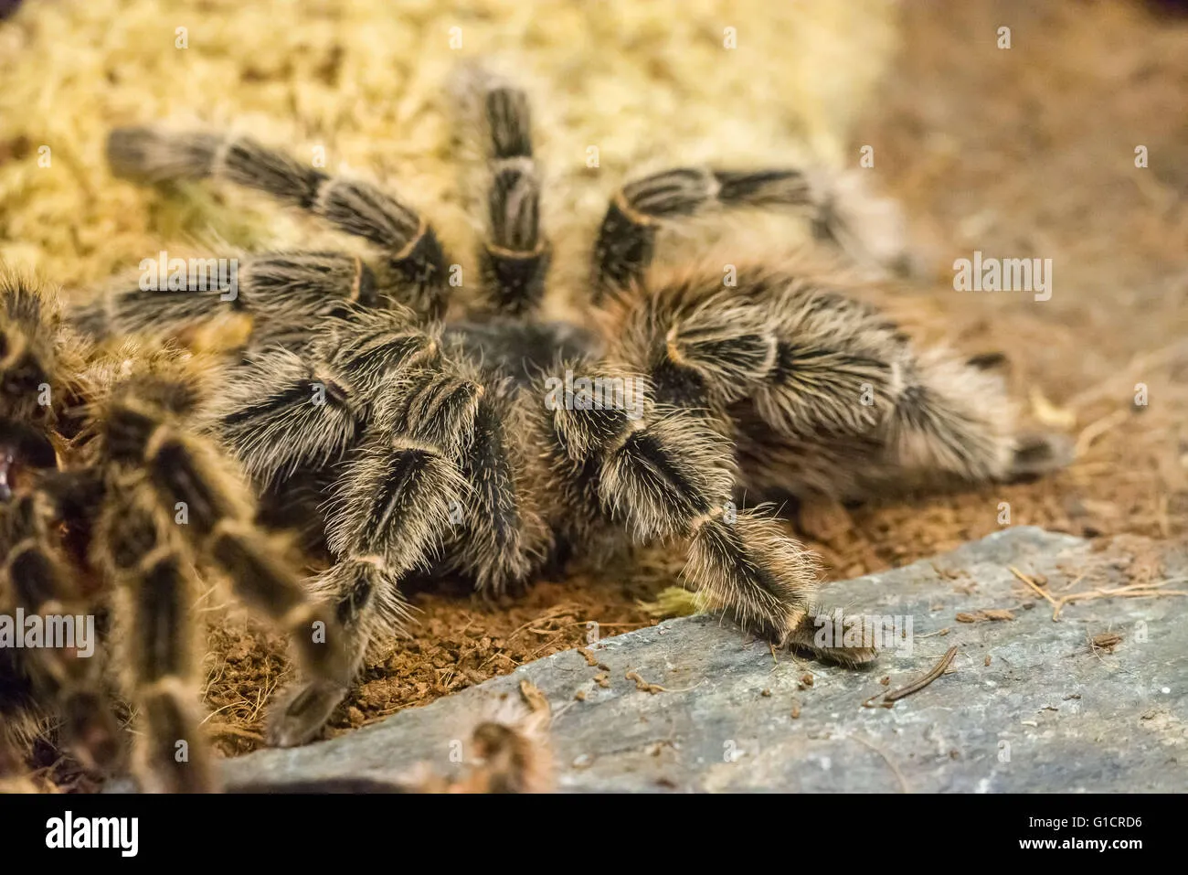 21850 tarantula bite first aid