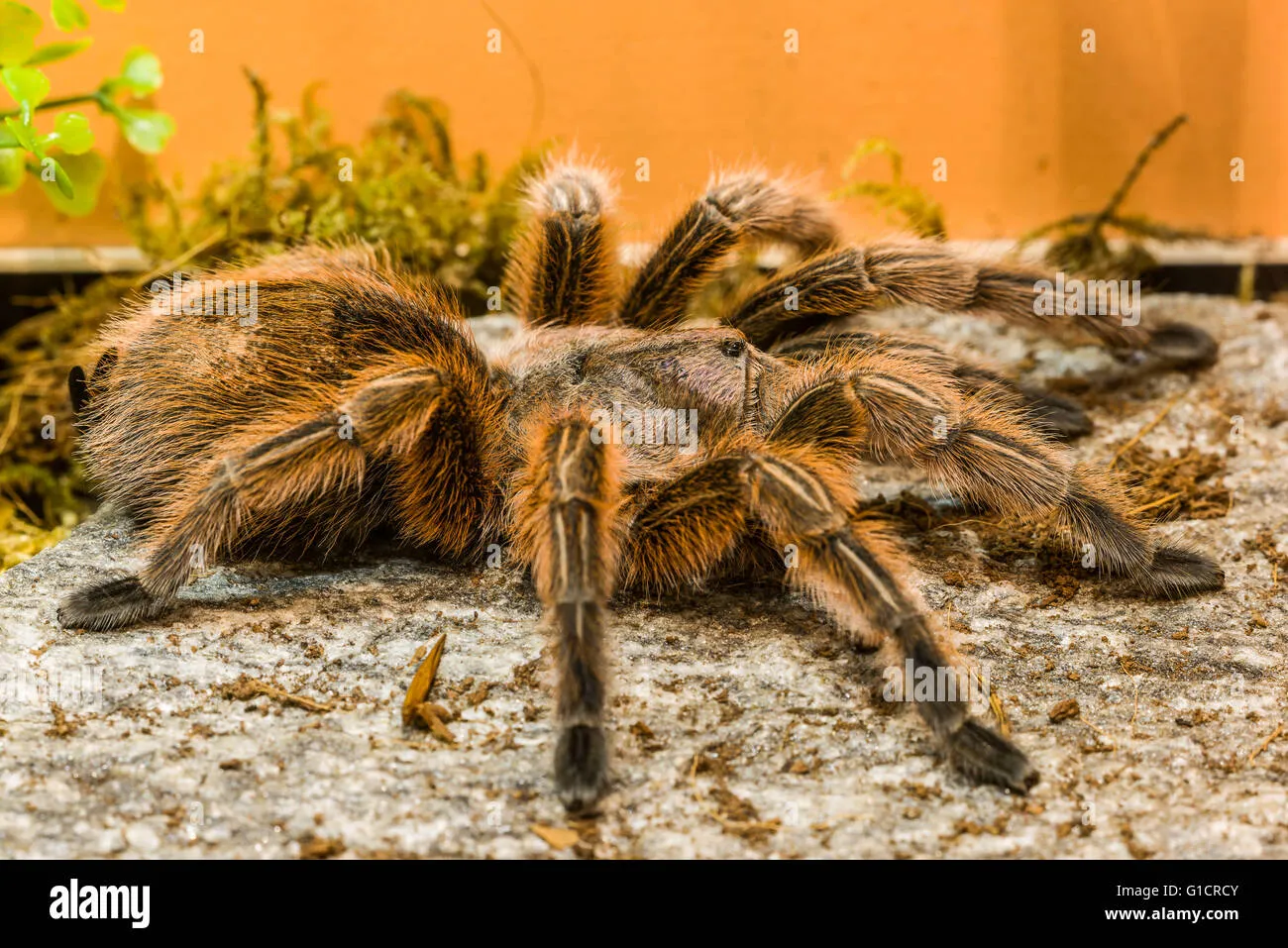 /img/21850-tarantula-handling.webp