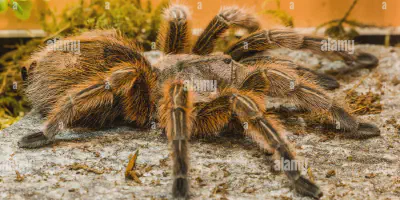 /img/21850-tarantula-handling.webp