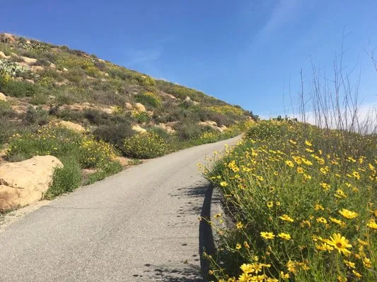 21856 desert tarantula