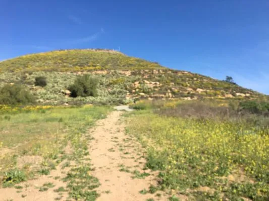 21856 tarantula habitat