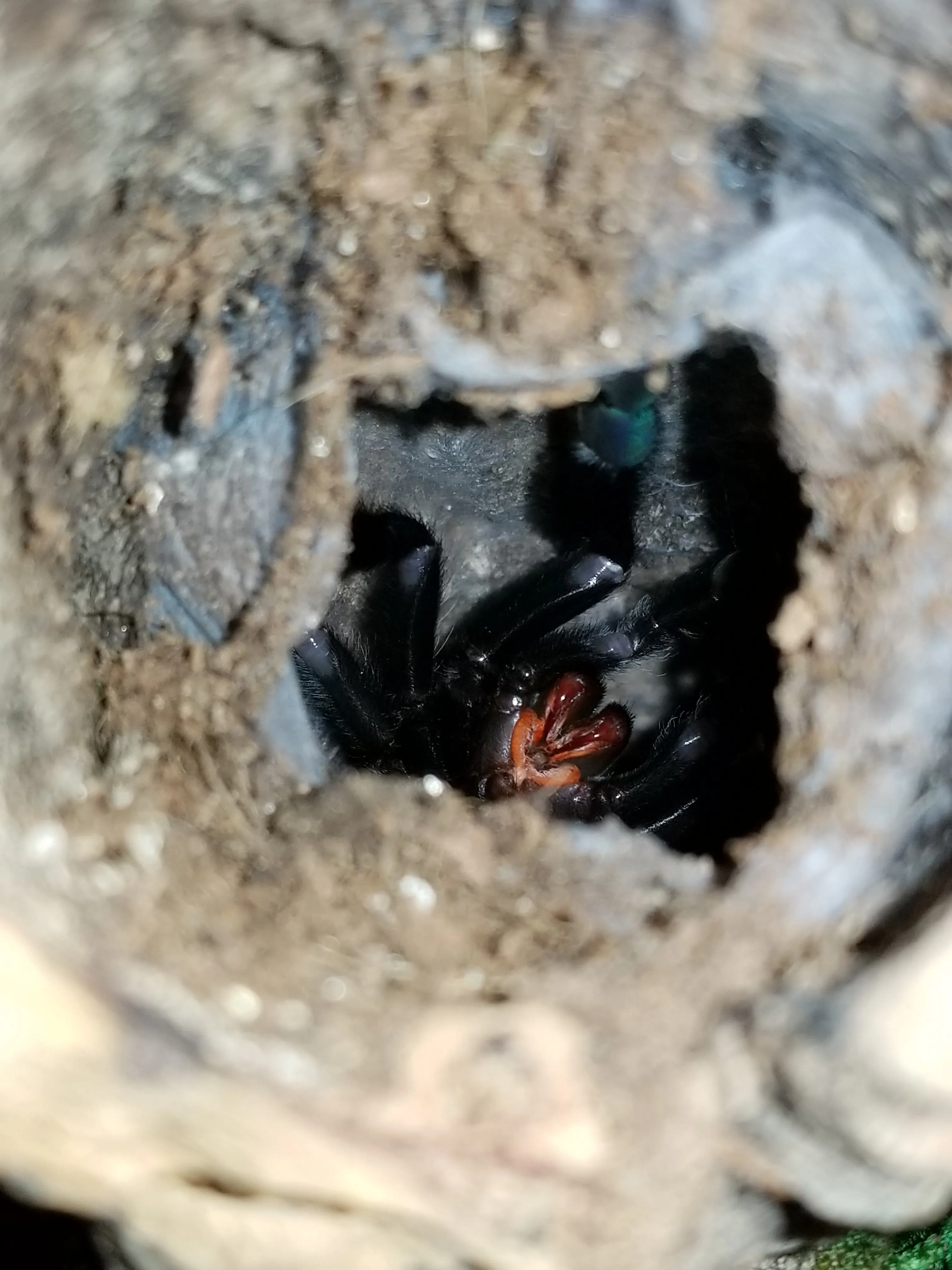 21860 female irminia tarantula