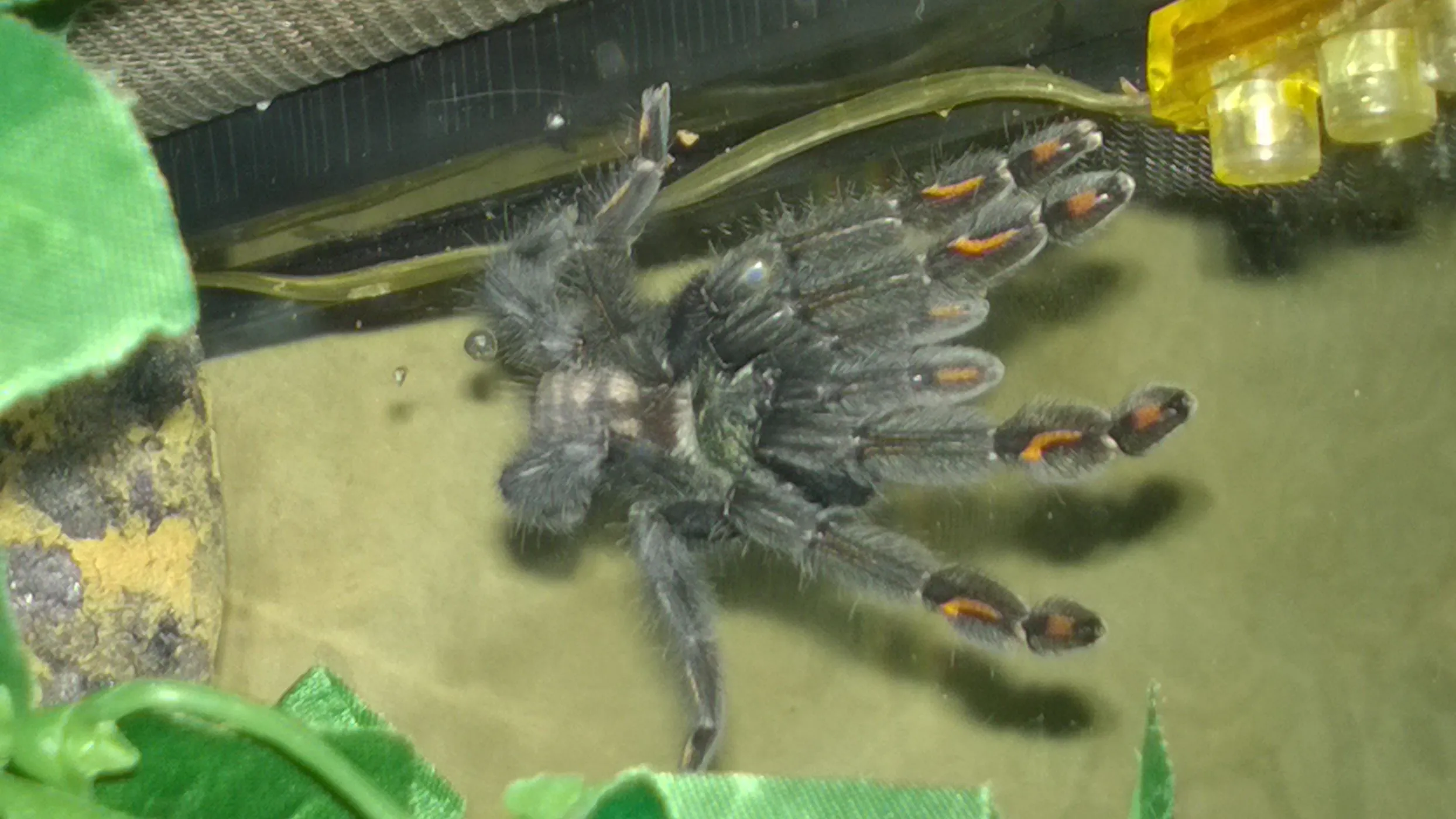 21860 irminia tarantula enclosure