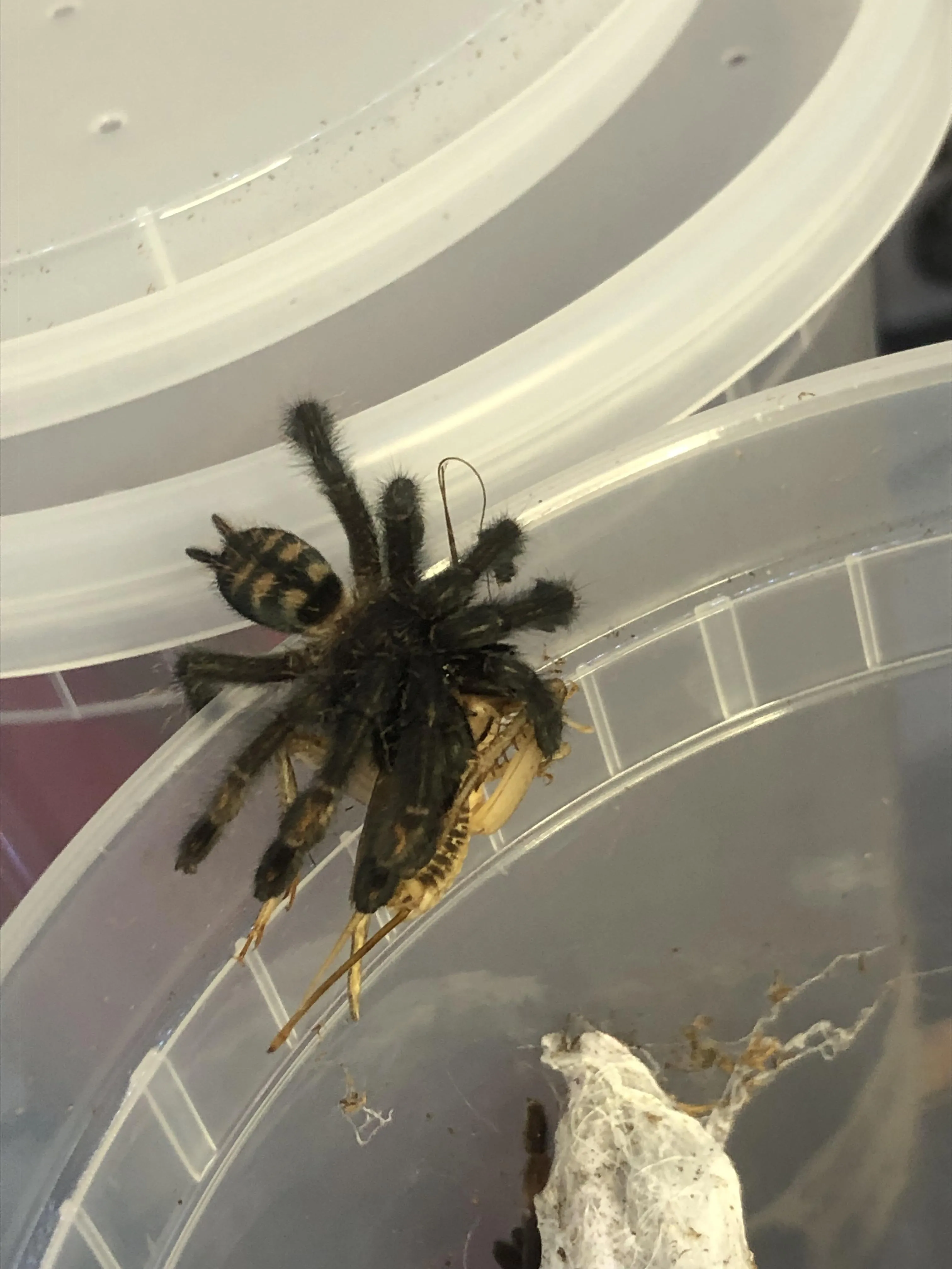 /img/21860-irminia-tarantula-feeding.webp