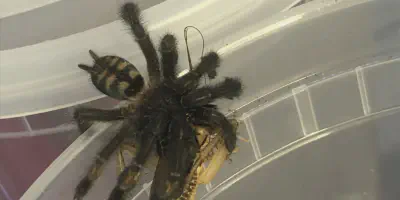 /img/21860-irminia-tarantula-feeding.webp