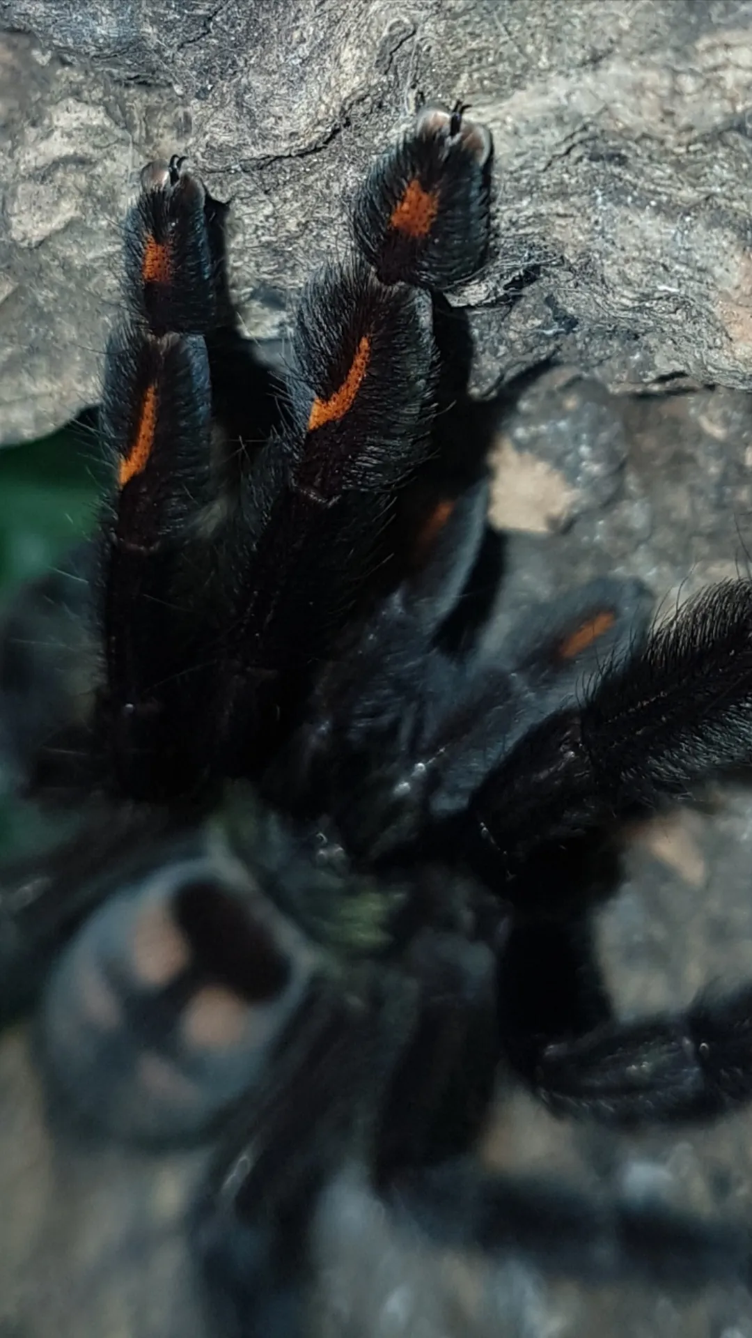 21860 irminia tarantula habitat