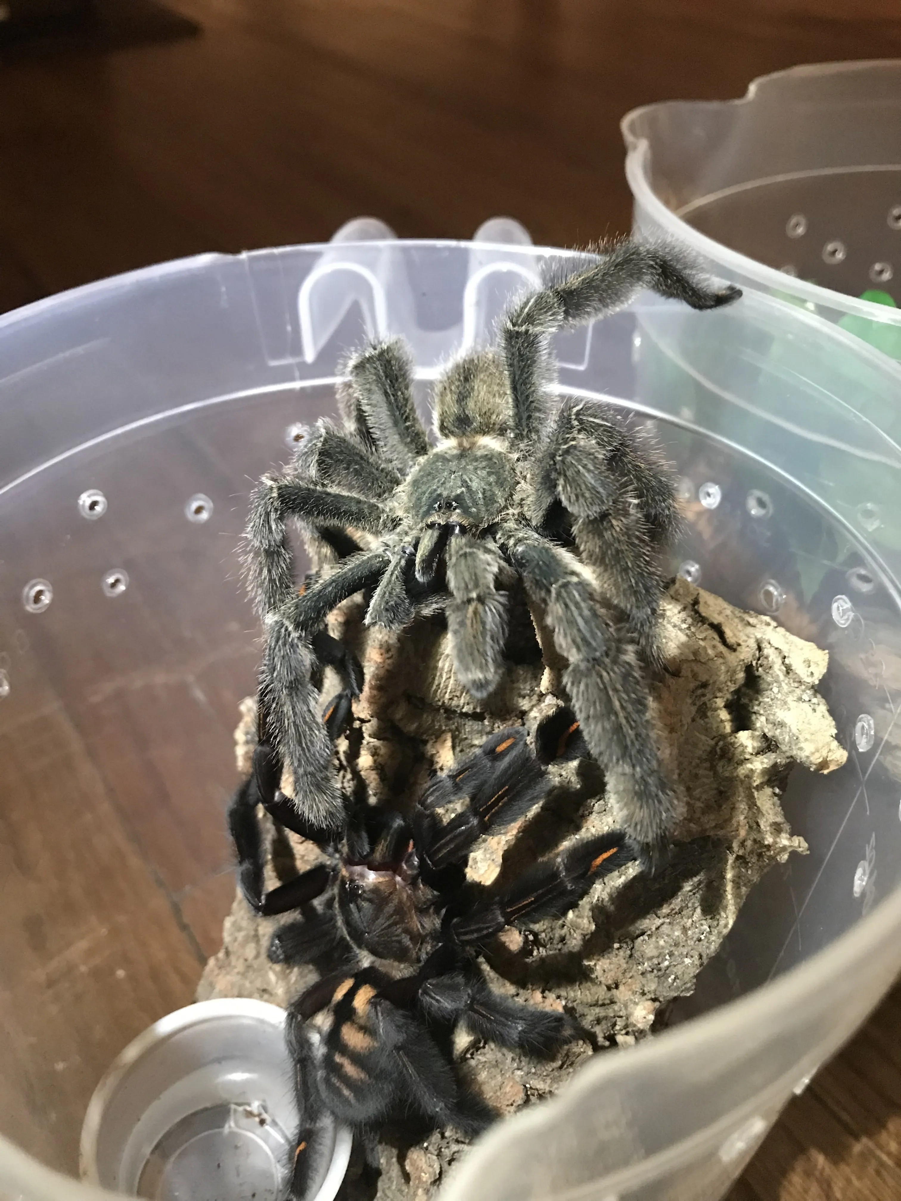 21860 irminia tarantula molting