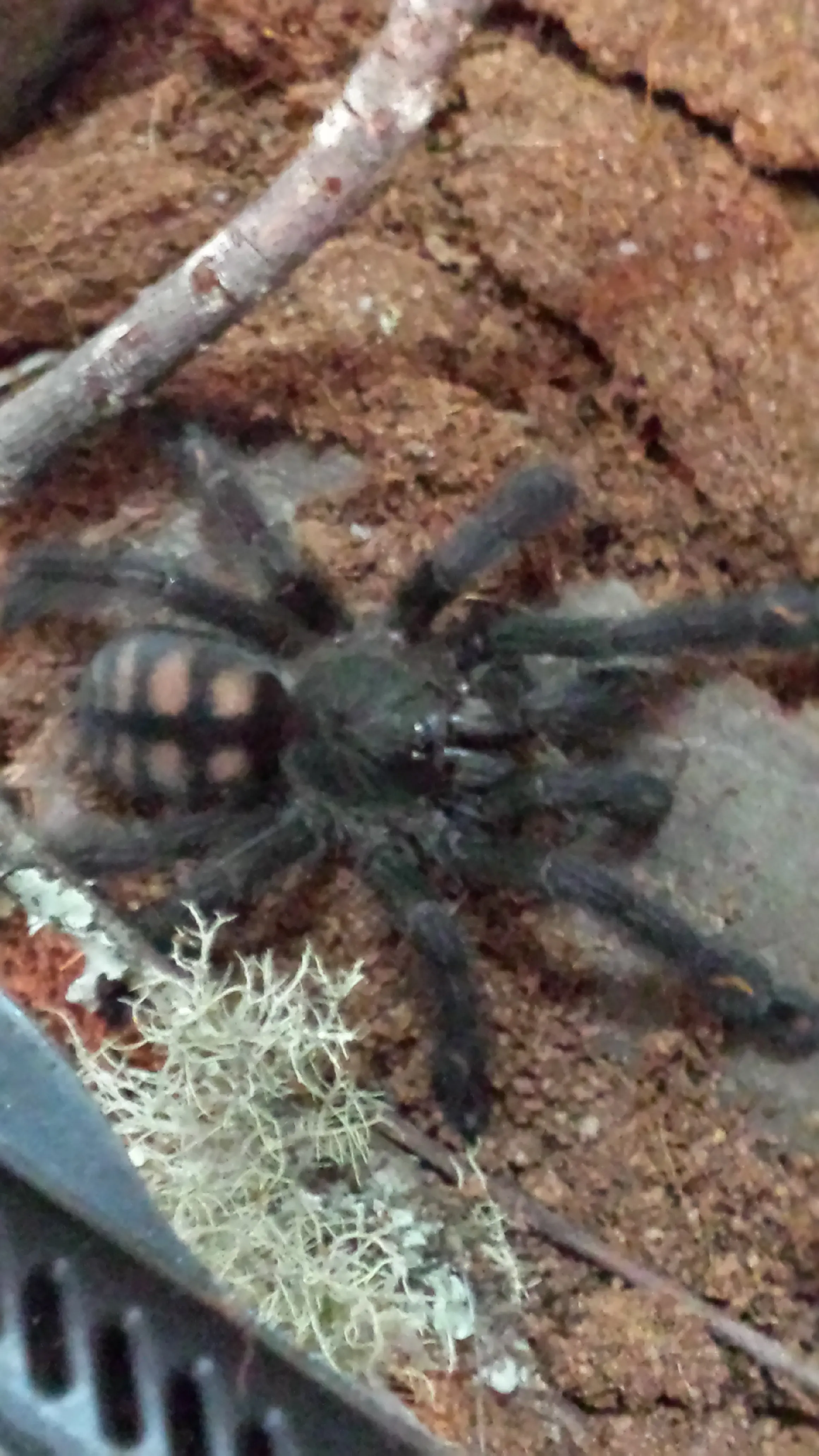 21860 irminia tarantula overview