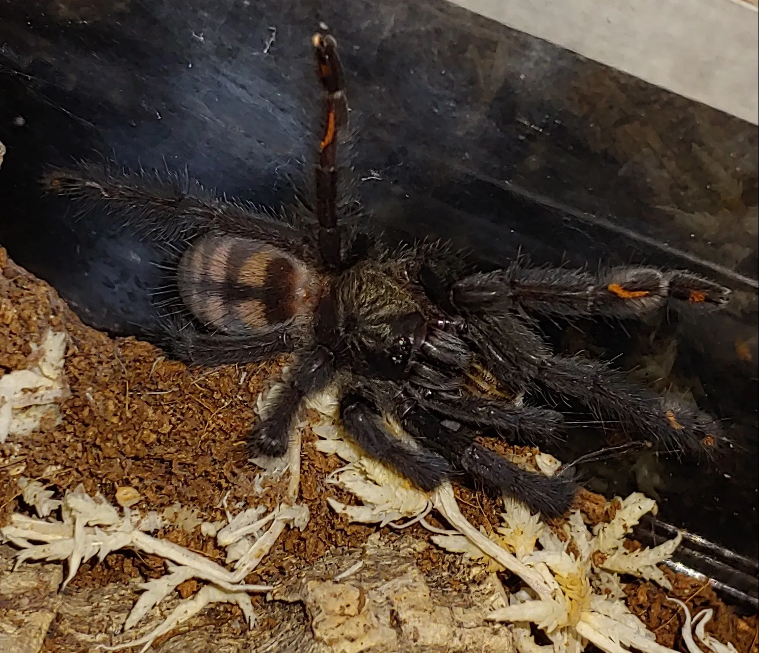 21860 male irminia tarantula
