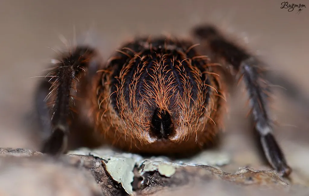 21861 tarantula enclosure setup