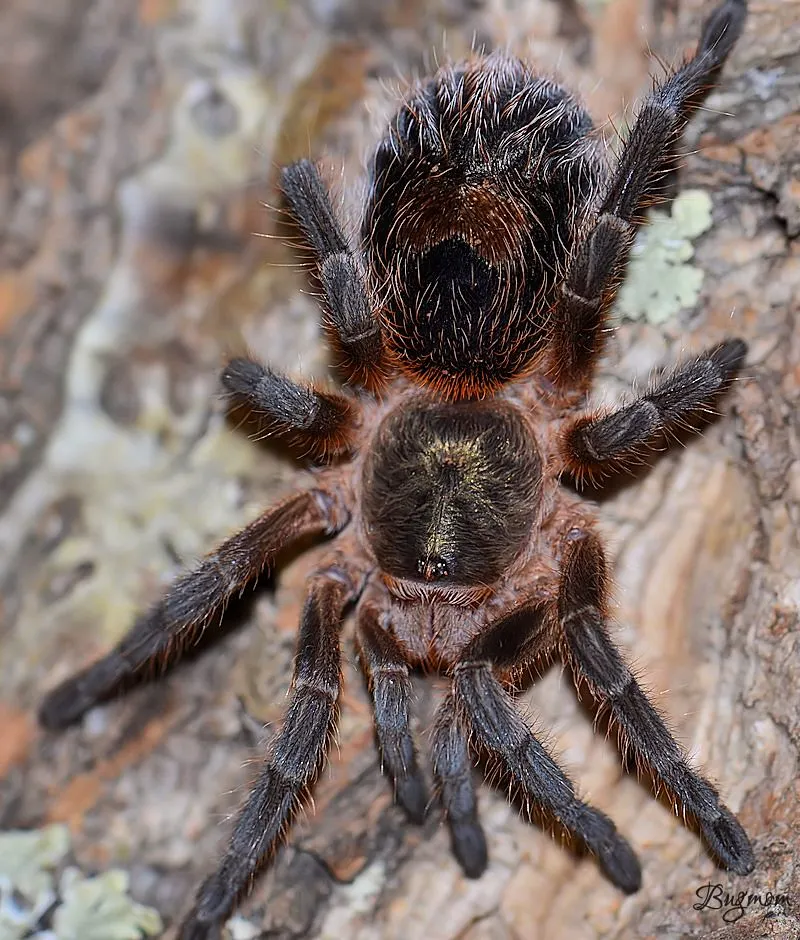 21861 tarantula feeding