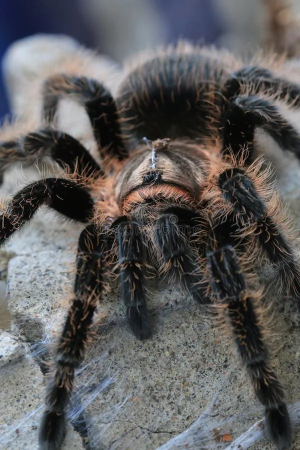 21861 tarantula health issues