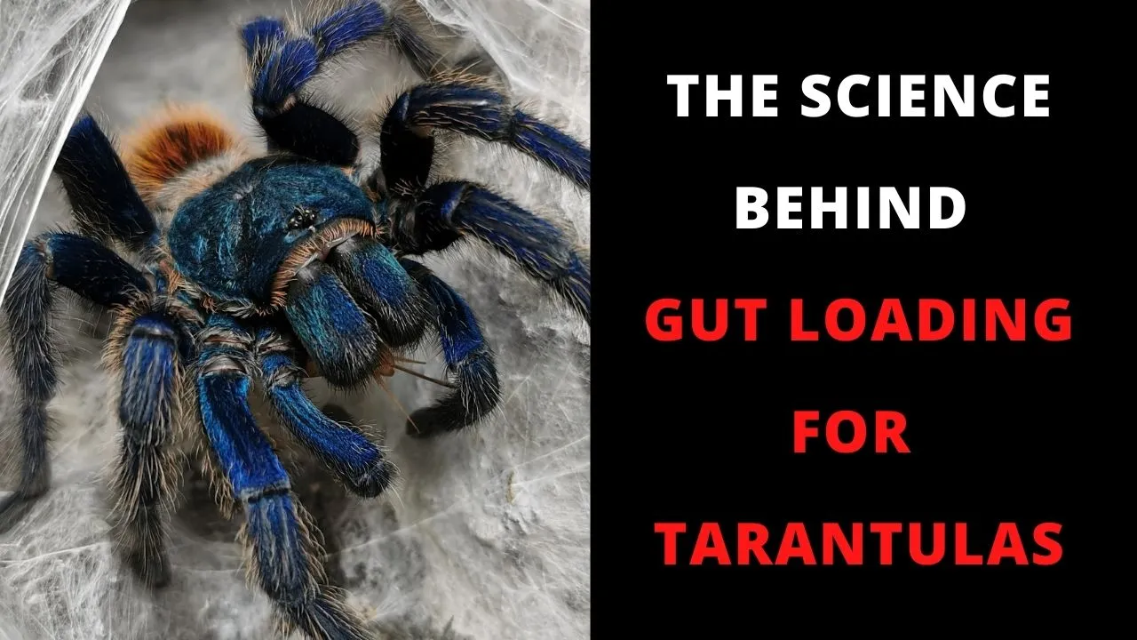 21861 tarantula molting