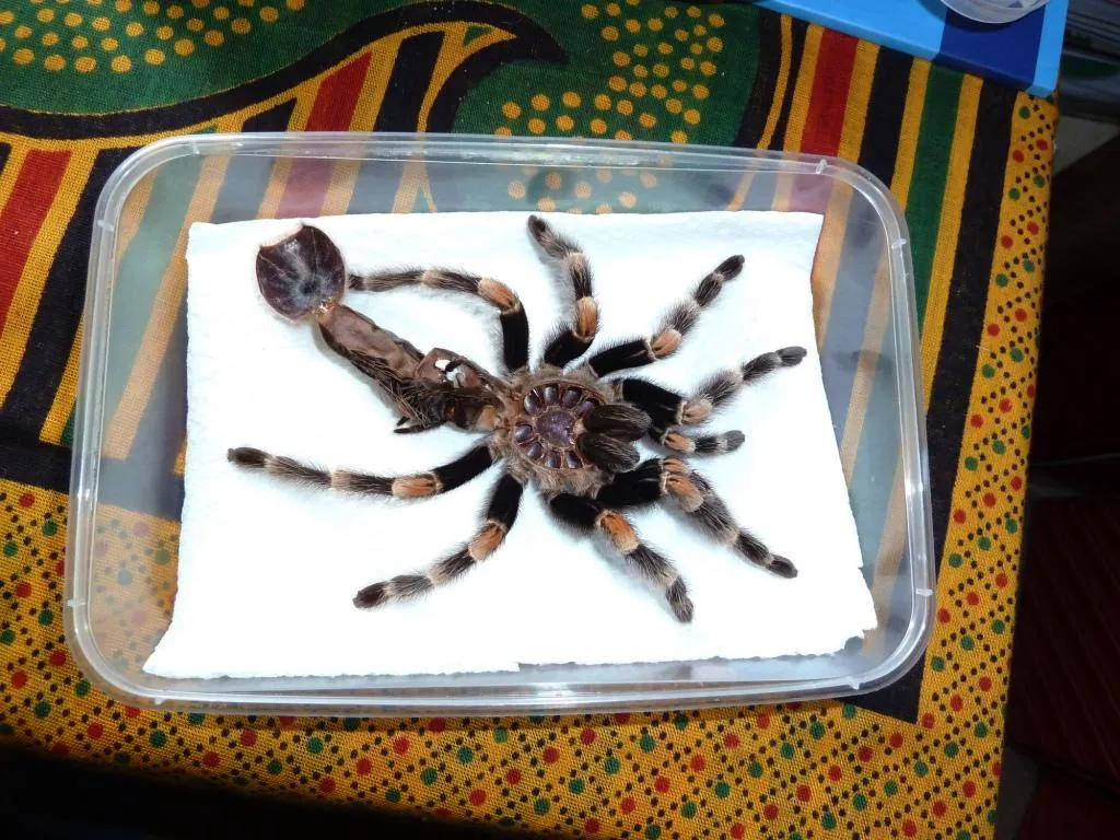 21861 tarantula substrate