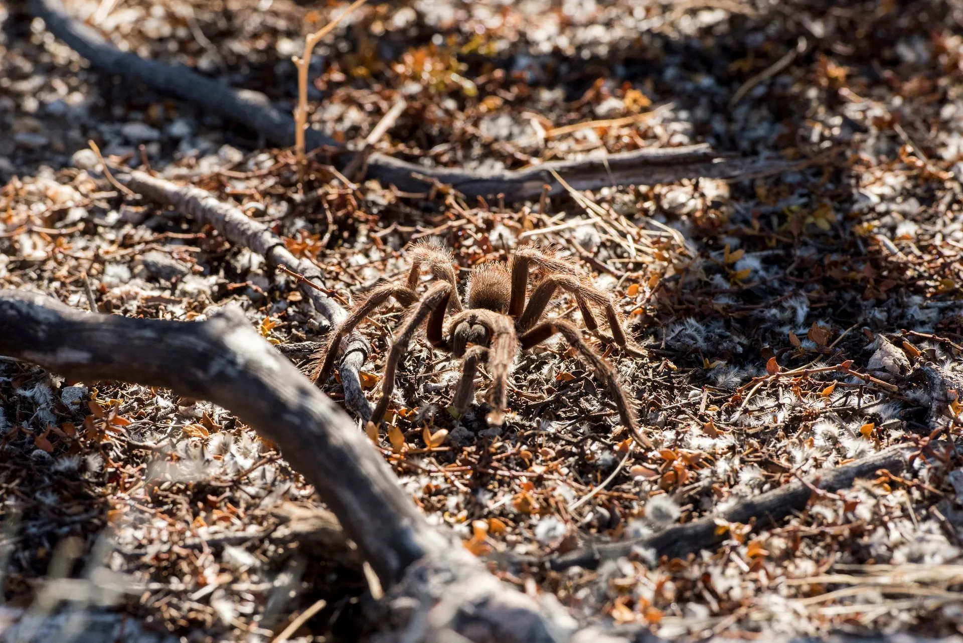 /img/21862-tarantula-migration-conservation.webp