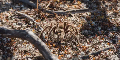 /img/21862-tarantula-migration-conservation.webp