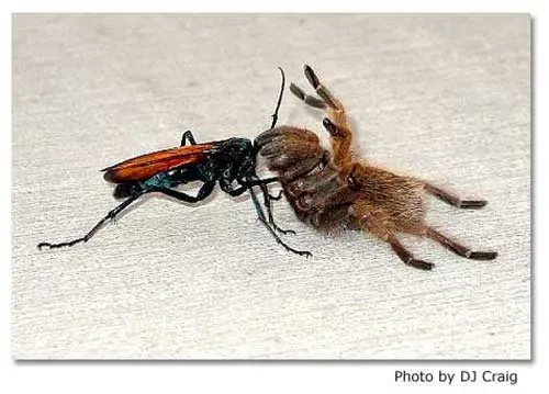 21865 tarantula hawk competing