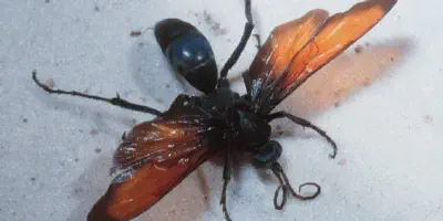/img/21865-tarantula-hawk-habitat.webp