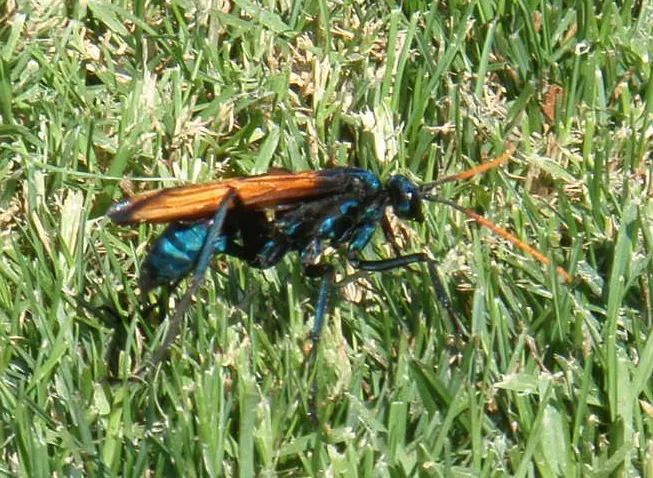 21865 tarantula hawk handling prey