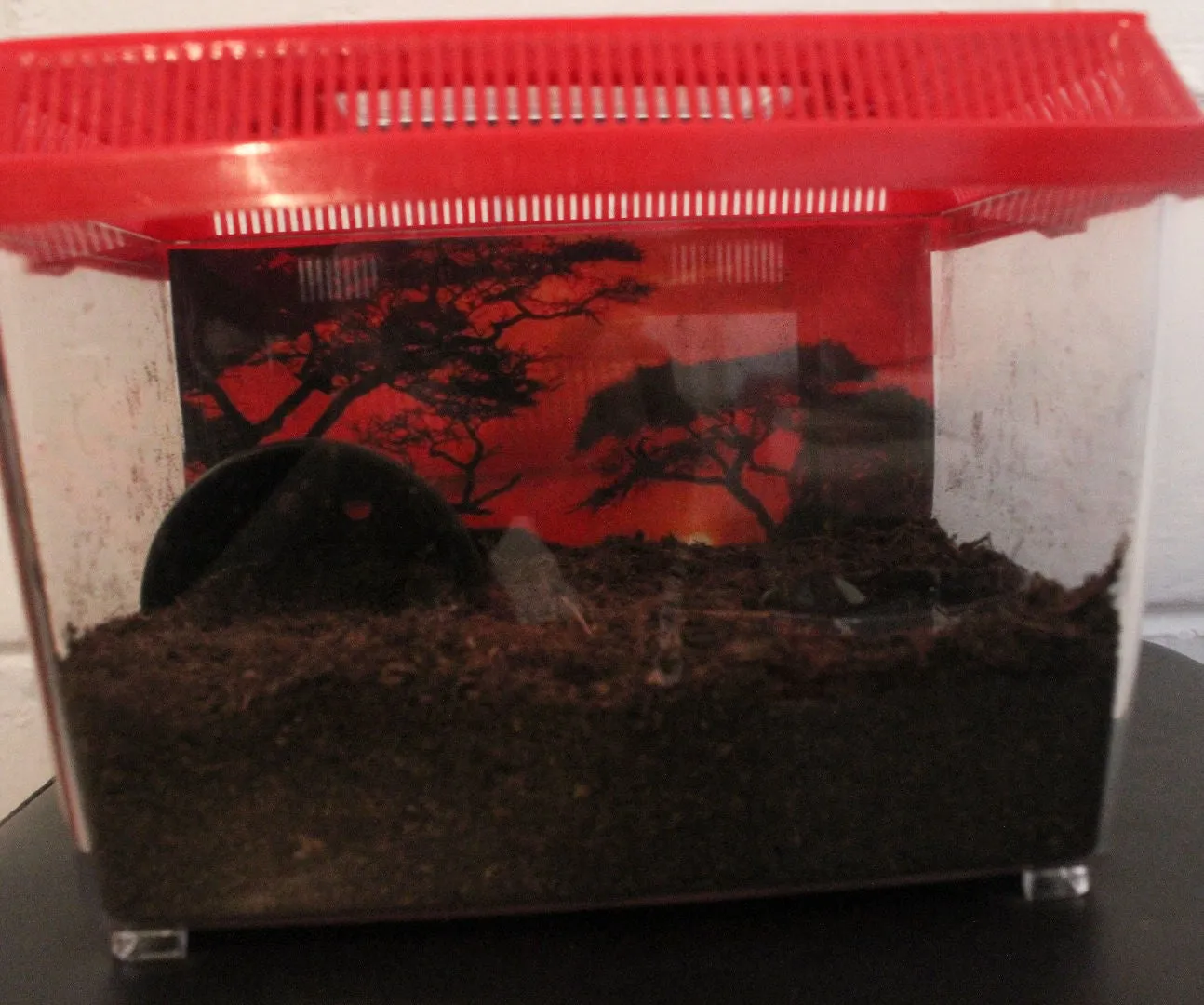 21869 tarantula terrarium setup
