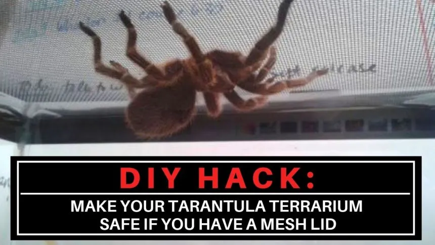 21869 tarantula water dish